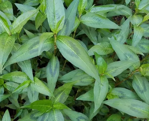 Fresh Vietnamese Mint (Rau Ram)