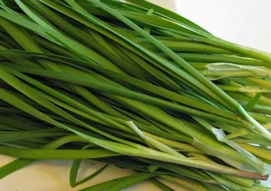 Fine Garlic Chives