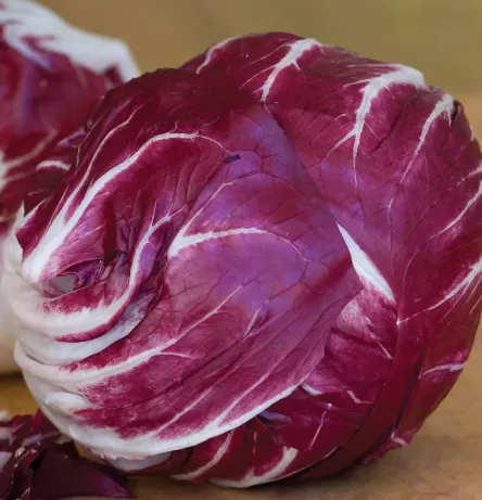 Vibrant Radicchio