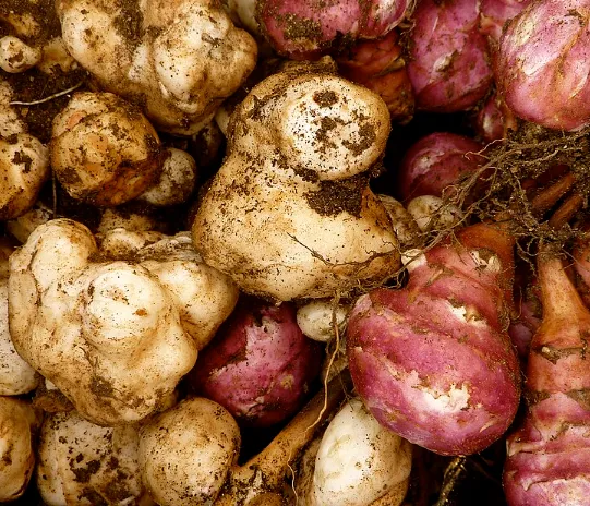 Sunchokes (Jerusalem Artichokes)