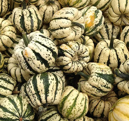 Sweet Delicata Squash