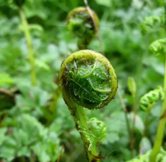 Wild Fiddlehead Ferns