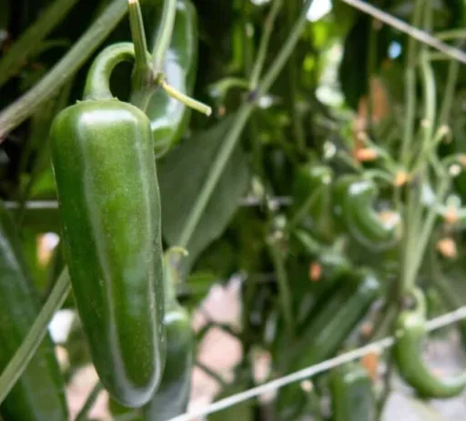 Classic Jalapeño Peppers