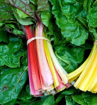 Rainbow Swiss Chard