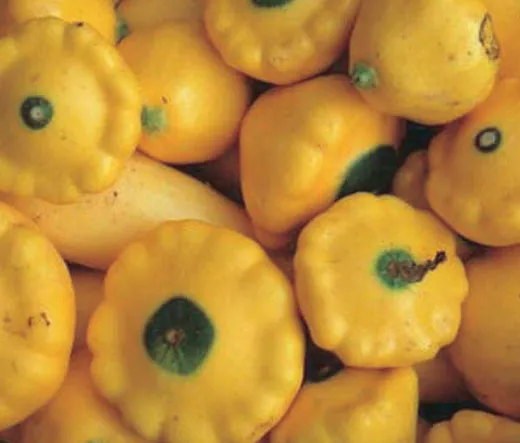 Colorful Pattypan Squash