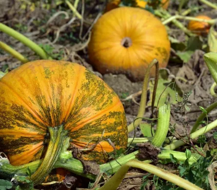 Indonesian Field Pumpkin (Labu Kuning)