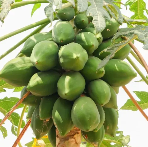 Young Papaya (Green Papaya)