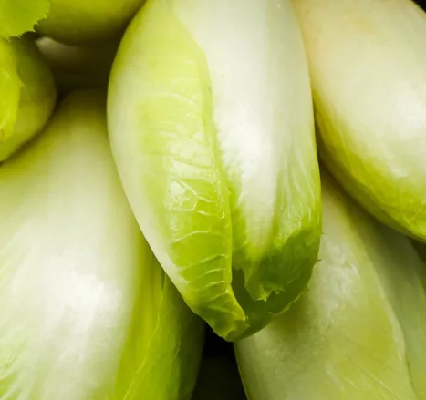 Belgian Endive