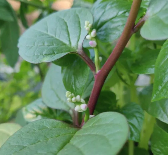 Malabar Spinach (Basella)