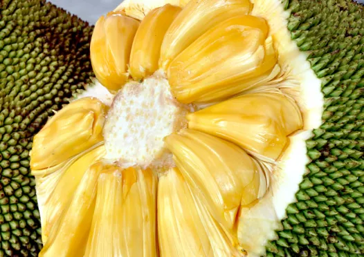Young Jackfruit (Nangka Muda)