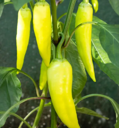 Banana Pepper (Sweet Italian)