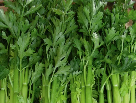 Perennial Celery (Seledri)