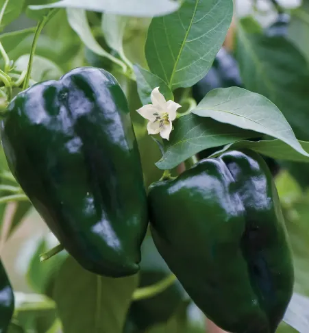 Poblano Peppers