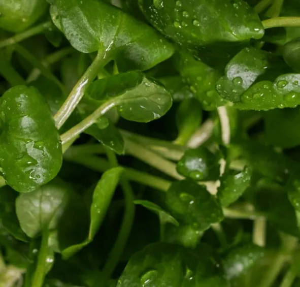 Fresh Watercress