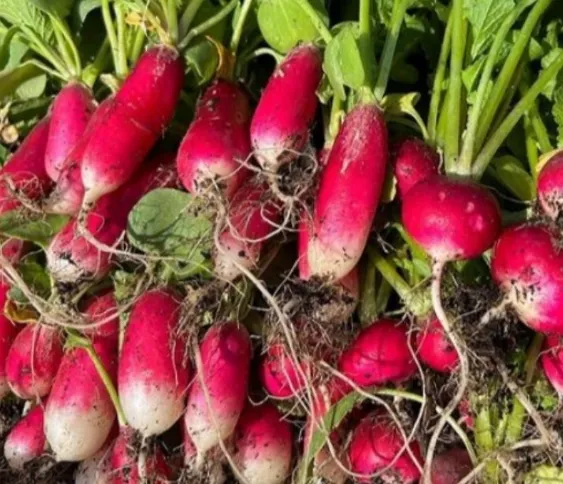 Asian Red-Tailed Radish (Lobak Merah)