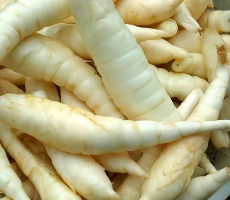 Arrowroot (Garut)