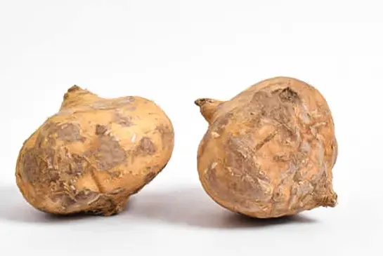 Jicama Shoots (Pachyrhizus erosus shoots)