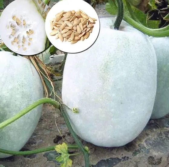 Siam Gourd (Benincasa hispida)