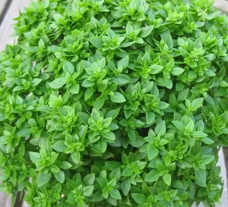 Perennial Basil (Kemangi)