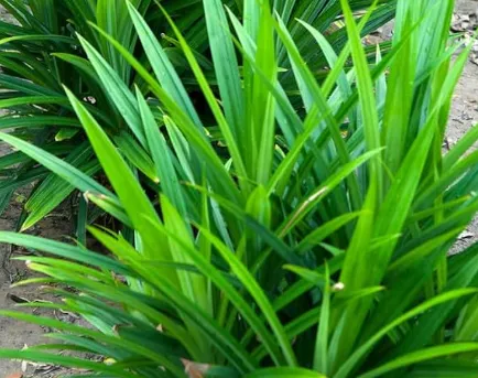 Aromatic Pandan Leaves