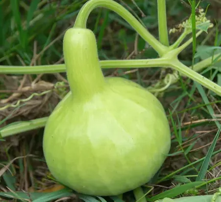 Bottle Gourd (Labu Air)