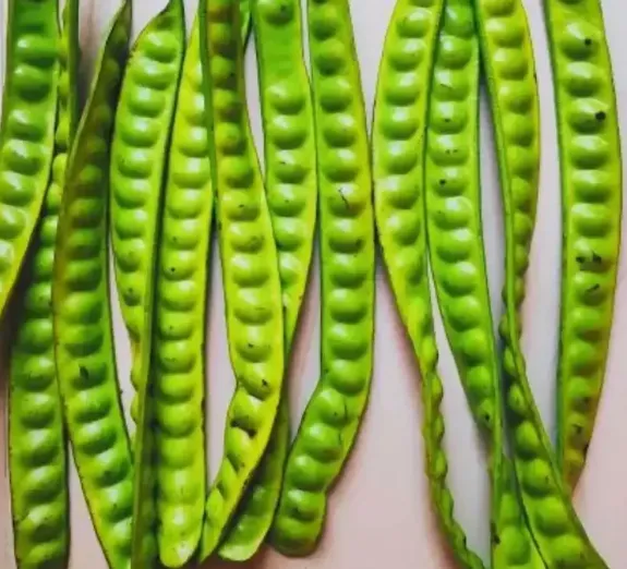 Indonesian Stink Bean (Petai)