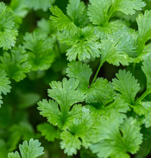 Fresh Coriander Leaves (Cilantro)
