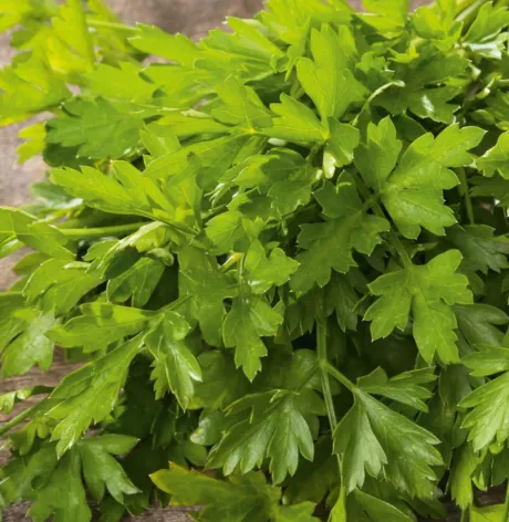 Italian Flat-Leaf Parsley