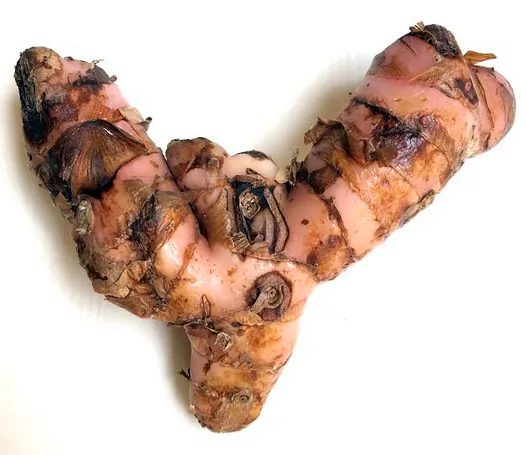 Aromatic Kencur (Lesser Galangal)