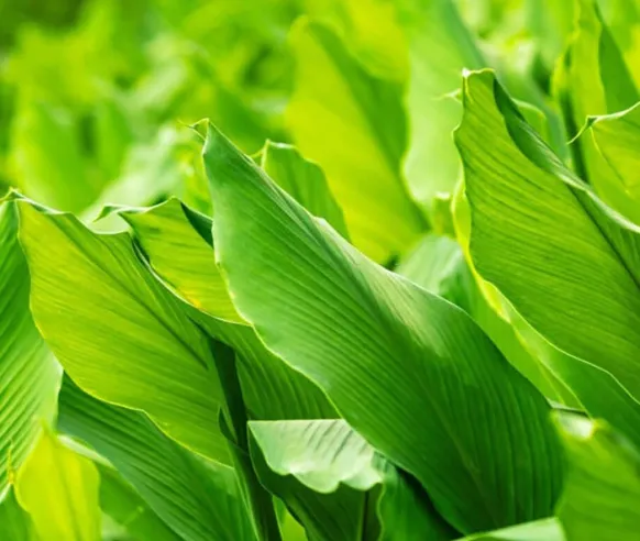 Fragrant Turmeric Leaves