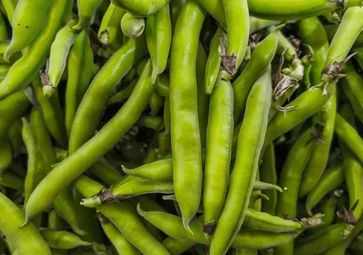 Delicate Fava Beans (Broad Beans)