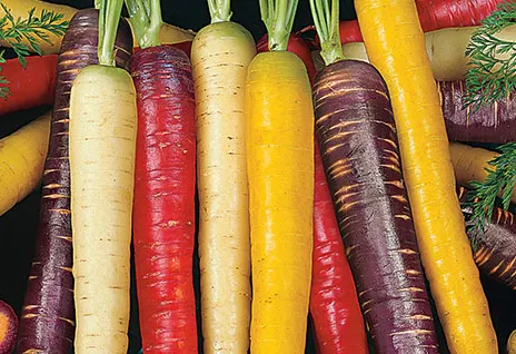 Heirloom Rainbow Carrots