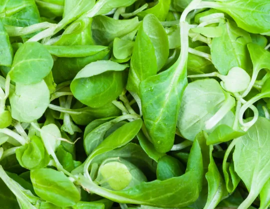 Mache (Lamb's Lettuce)