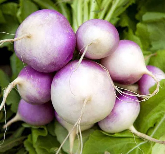 Purple-Top Turnips with Greens