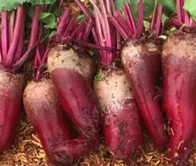 Cylindra Beets (Formanova)