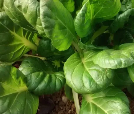Tatsoi (Spoon Mustard)