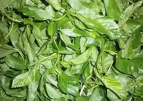 Fresh Jute Leaves (Molokhia)