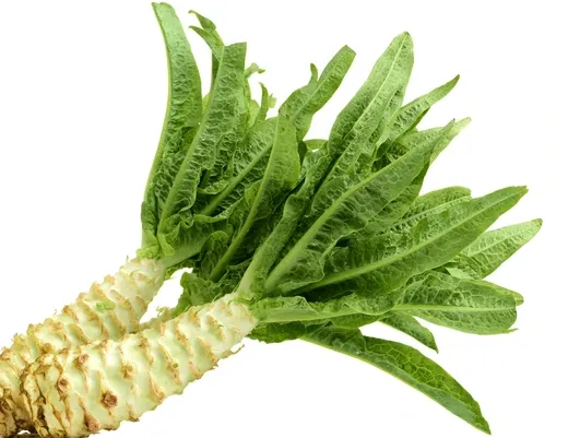 Celtuce (Stem Lettuce)