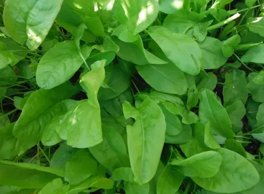 Garden Sorrel