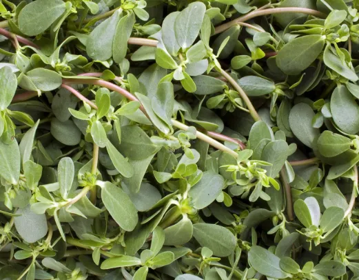 Fresh Purslane