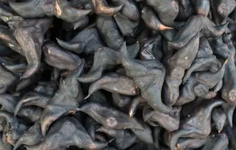 Water Caltrop (Singhara)