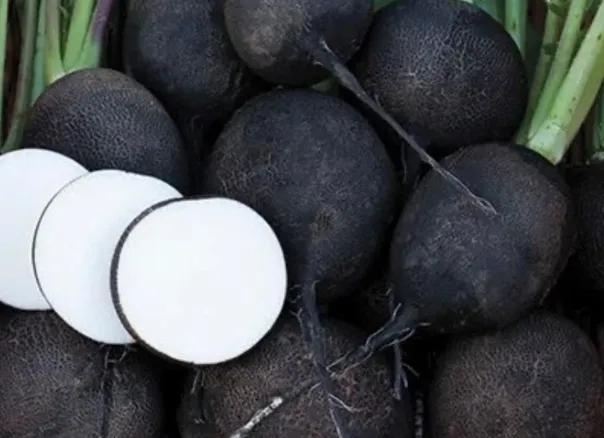 Black Radish (Spanish Radish)
