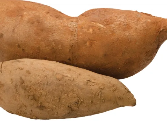 Yacon Root (Peruvian Ground Apple)