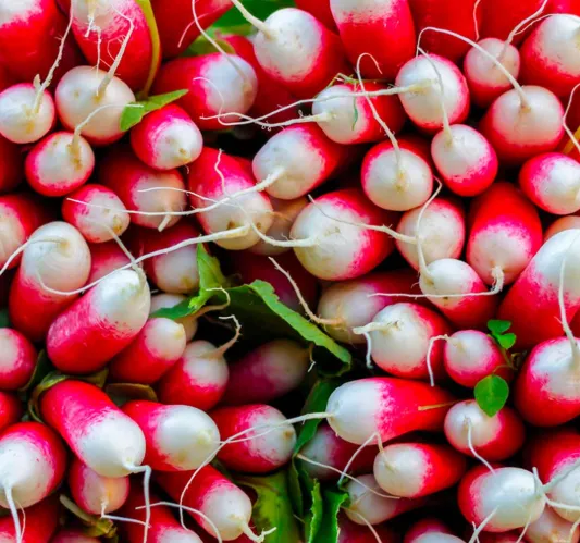 French Breakfast Radish