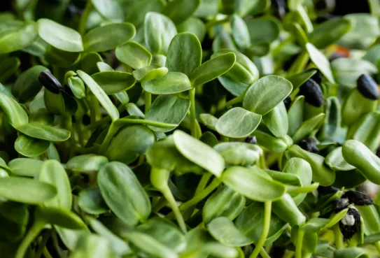 Sunflower Microgreens