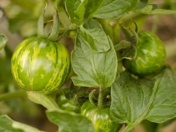Heirloom Green Zebra Tomatoes