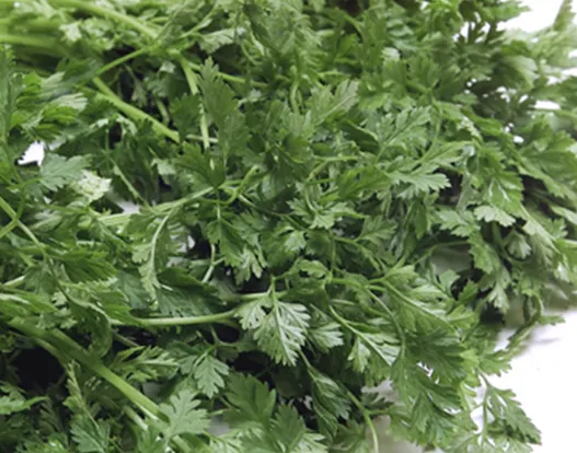 Fresh Chervil