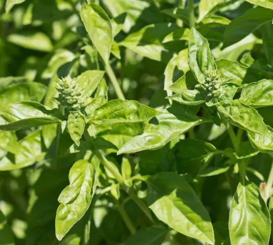 Genovese Basil