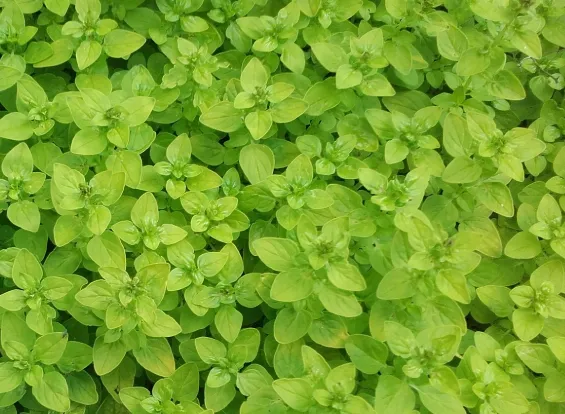Sweet Marjoram