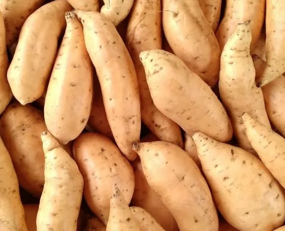 Cilembu Sweet Potatoes (Honey Sweet Potato)